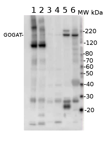 western blot using anti-GOGAT antibodies